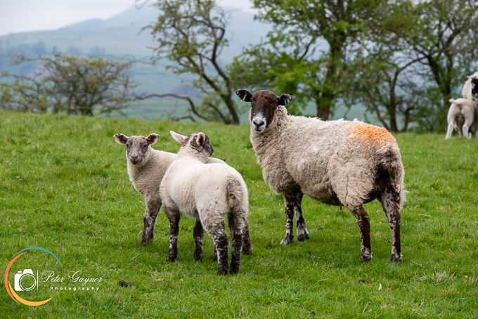 Lambs